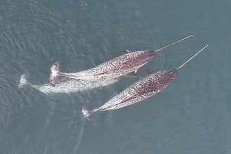 Hunting Behaviors of Narwhals