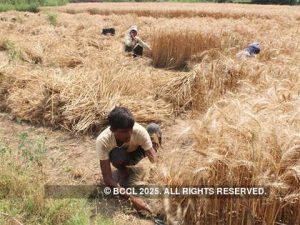 Kharif and Rabi Foodgrain Production in India 2025