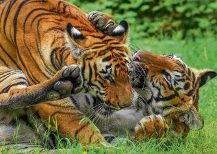 Madhav National Park Becomes India’s 58th Tiger Reserve