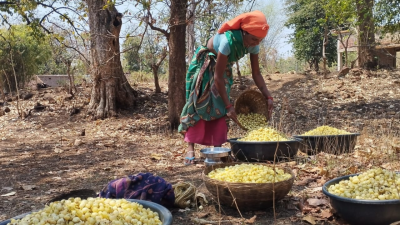 Mahua Flowers and Rural Livelihood
