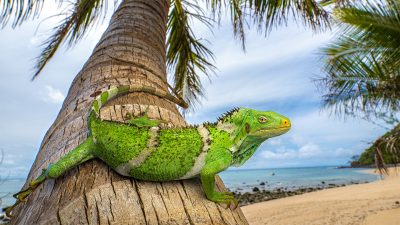 Mystery of Fiji’s Iguanas