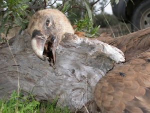 NSAIDs and Their Impact on South American Birds