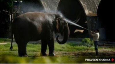 National Wildlife Health Policy and Pandemic Preparedness