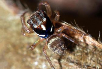 New Jumping Spider Species