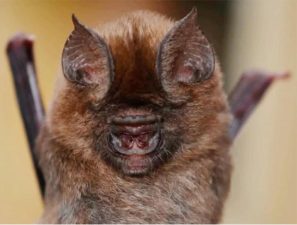 New Leaf-Nosed Bat Species in Sri Lanka