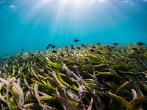 Seagrass Decline and Conservation Efforts Worldwide
