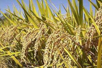 India Aims for Record Foodgrain Production in 2025