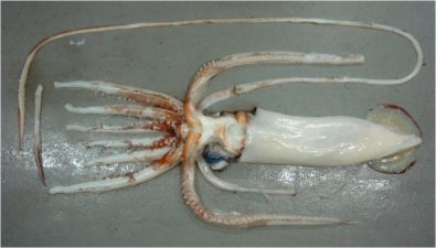 Squid Biodiversity in Southern Ocean