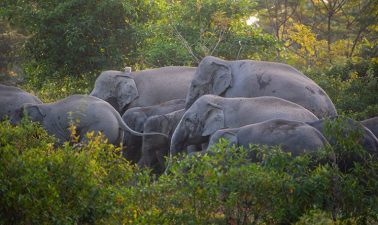 Supreme Court Mandates Forest Identification Committees
