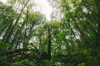 Telangana’s Deforestation Crisis