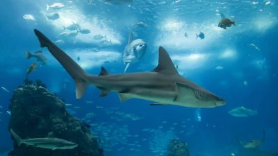 The Importance of Sharks in Marine Ecosystems