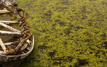 Urgent Need for Ecological Restoration of Kanwar Lake