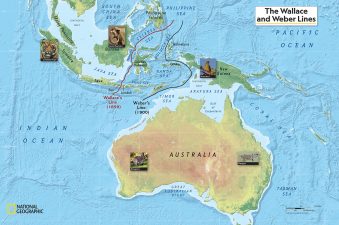 What is Wallace Line?