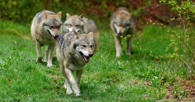 Wolf Population Recovery in Europe