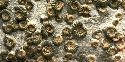 About Taxonomic Homogenisation Post-Mass Extinction