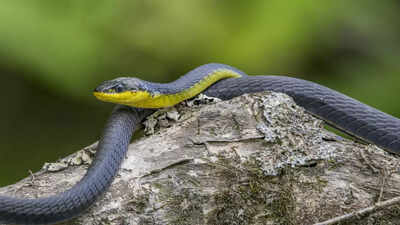 Atra Tree Snake Discovery in Papua New Guinea