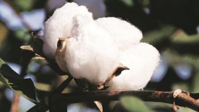 Bt Cotton Seed Price Controversy in India