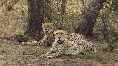 Cheetah Relocation to Gandhi Sagar Wildlife Sanctuary