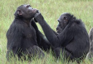 Chimps’ Cultural Dialects and Their Conservation