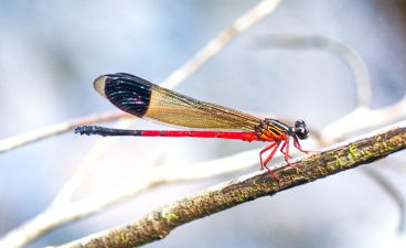 Discovery of New Damselfly Species in Wayanad