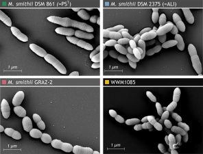 Discovery of New Methane-Producing Archaea Species