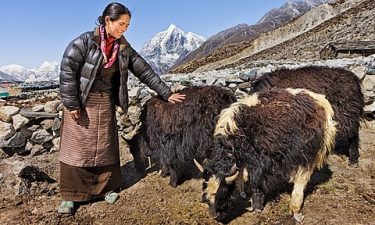Elevating the Yak in Sustainable Development Agenda