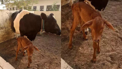 First Calf Born Through IVF Technology