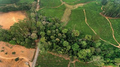 Forest Encroachment in India