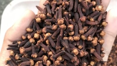 Geographical Indication Tag for Thalanad Cloves