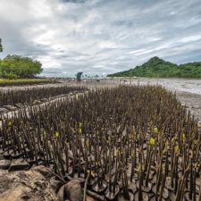 Global Risk Index for Mangroves and Biodiversity