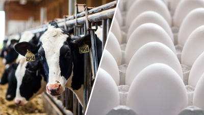 HPAI H5N1 Virus Threatens US Dairy Cattle