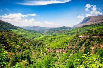 Heat Stress on Tropical Plants in Western Ghats