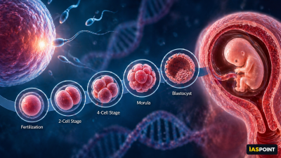 Human Embryo
