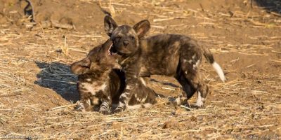 Hyena Species Under Threat in Africa