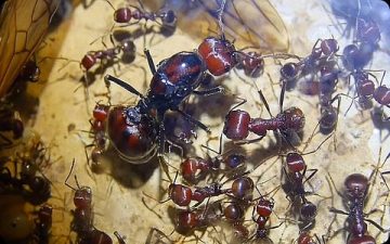 Illegal Trafficking of Messor Cephalotes Ants in Kenya