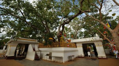 Jaya Sri Maha Bodhi Tree