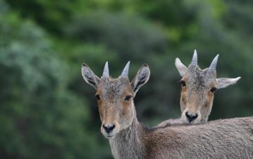 Kerala, Tamil Nadu Conduct Nilgiri Tahr Census