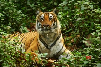 Madhya Pradesh Approves Buffer Zones for Tiger Reserves