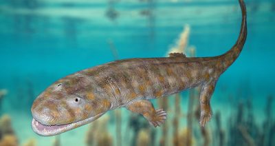 Mammals Transitioning to Terrestrial Life Before Extinction