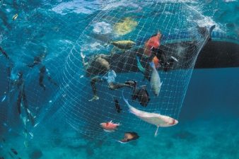 Marine Biodiversity Protection and Ocean Conservation Efforts