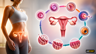 Menstrual Cycle