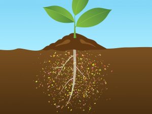 Microplastics Absorbed by Plants