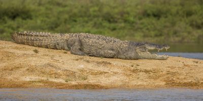 Mugger Crocodile Population Studies in Tamil Nadu