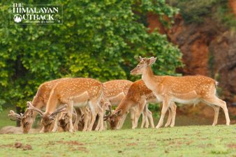 Musk Deer Conservation Efforts in India