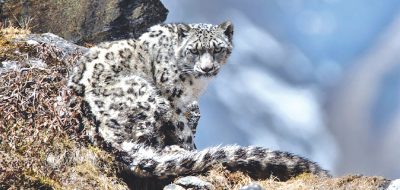 Nepal’s Snow Leopard Population Surges to 397