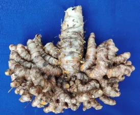 New Light-Coloured Turmeric Variety IISR Surya Developed