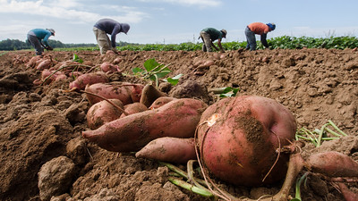 Surface Ozone Pollution Threatens India’s Food Security