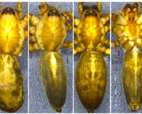 New Spider Species Discovered in Northeast India