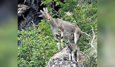 Nilgiri Tahr Population Survey Expands in 2025