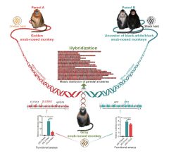 Primate Genome and Evolution